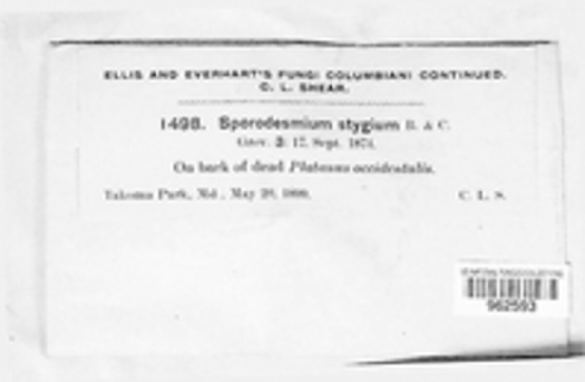 Psiloglonium stygium image